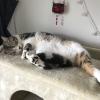 サク
