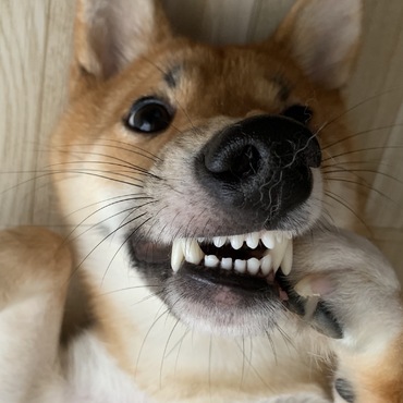 の写真