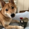 の写真