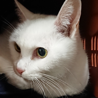 【飼い主引き取り】人懐っこい老白猫