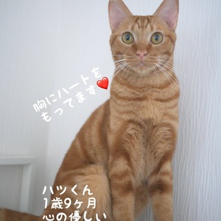 3/21キャットソシオン譲渡会参加＊ハツくん