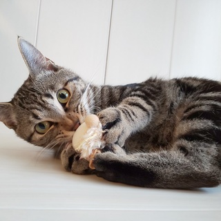 かっこいいアメショ柄と美人の黒猫兄妹です✨