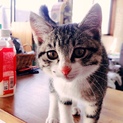 甘えん坊な子猫