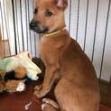 生後3か月半仔犬 男の子 無駄吠えなし穏やか