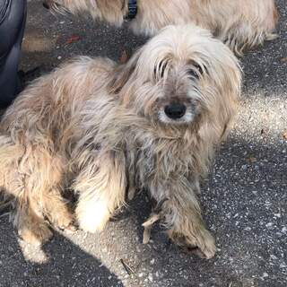 子供と問題なし。長毛種（現在サマーカット）男の子