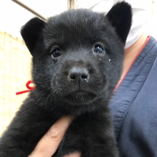 なんて可愛い、子熊ちゃんのような仔犬です