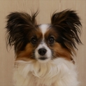 保護犬ナンバーＤ１３５０　パピヨン