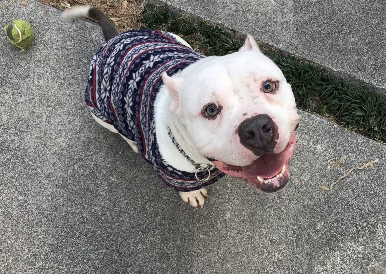 ブリー Joyくんトライ 大阪府 犬の里親募集 ペットのおうち 月間利用者150万人