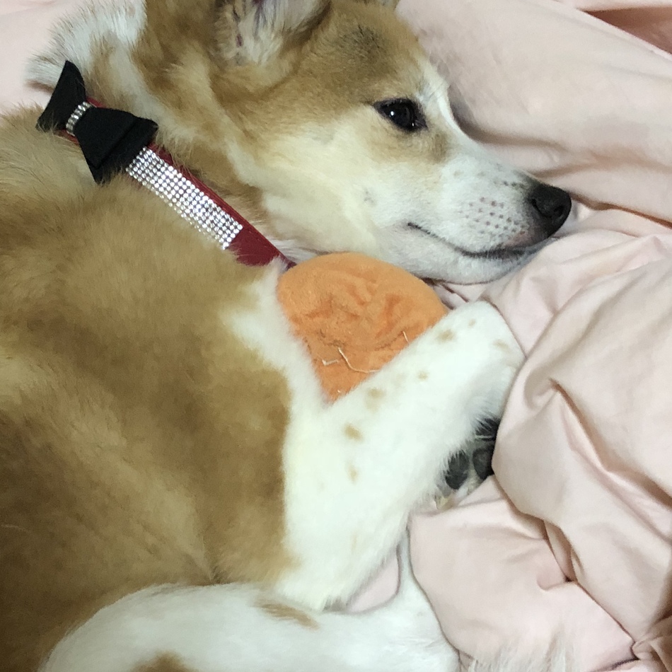 イブキのカバー写真