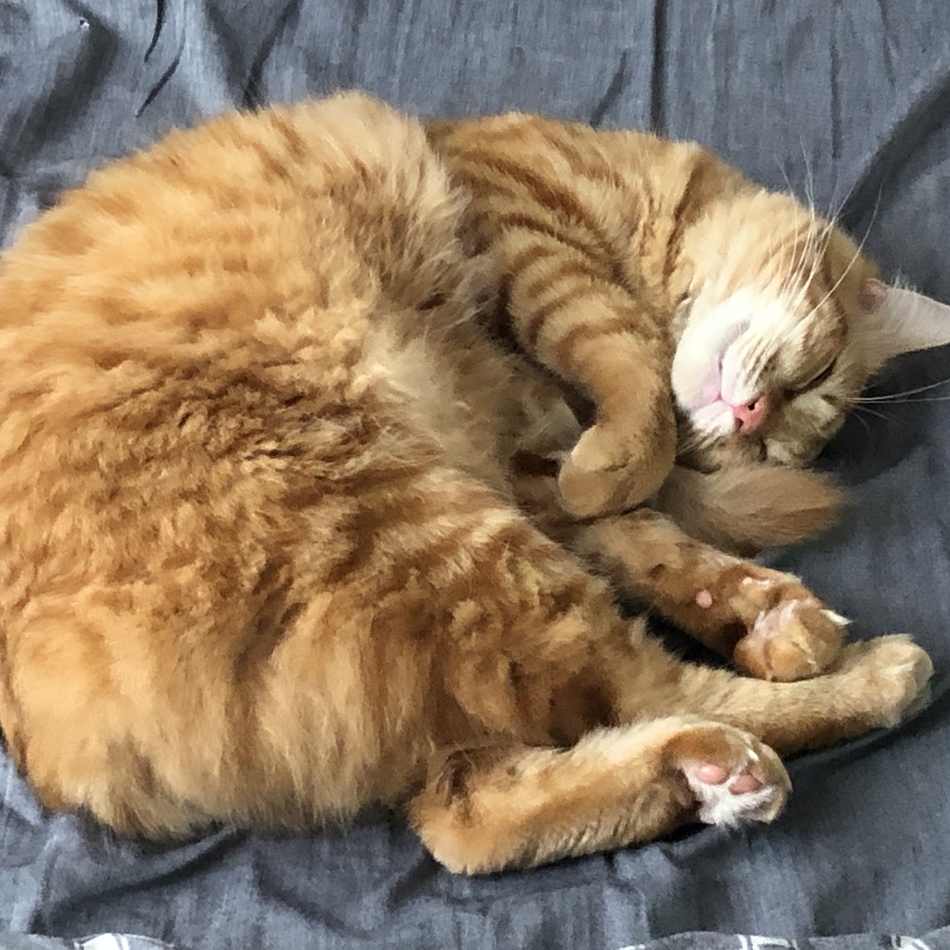 アポロのカバー写真
