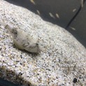 テトラオドン･ミウルス