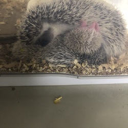 はりbabyのパパとママ