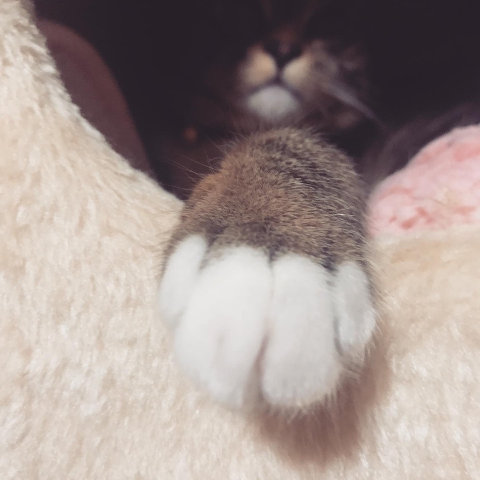 タビのカバー写真