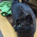 1歳サビ猫（見た目は黒猫）オス　人懐っこい