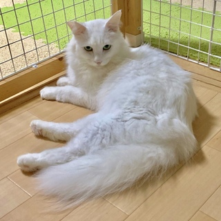 モッフー、キララ君です❗️
