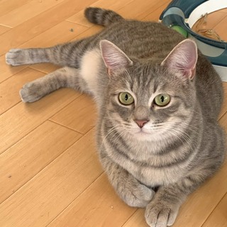 グレーのべっぴんさん、ちぃちゃん❣️
