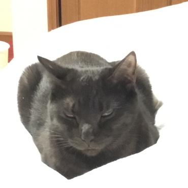 病院に連れて行こうと追いかけ回した日1