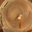 金魚2匹