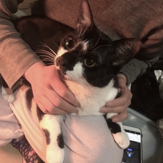 突然現れた人懐こい猫