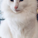 猫ちゃんの里親さんを探しています！