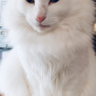 猫ちゃんの里親さんを探しています！