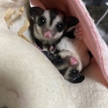 フクロモモンガ、メス2匹