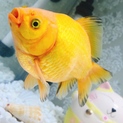 特殊な金魚　黄金玉　琉金約12㎝