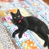 生後６ヶ月、ちょっぴりびびり黒猫はなちゃん サムネイル2