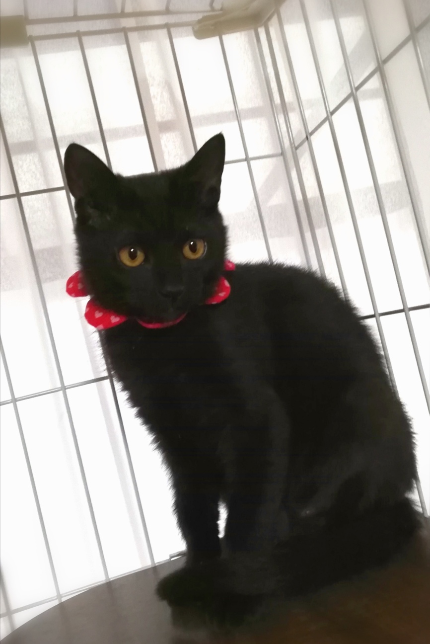 生後６ヶ月 ちょっぴりび 奈良県 猫の里親募集 ペットのおうち 月間利用者150万人