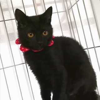 生後６ヶ月、ちょっぴりびびり黒猫はなちゃん