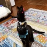 生後６ヶ月、ちょっぴりびびり黒猫はなちゃん サムネイル4