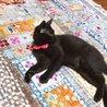 生後６ヶ月、ちょっぴりびびり黒猫はなちゃん サムネイル5