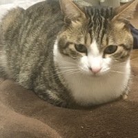 きび