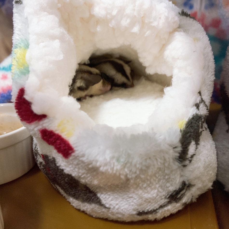 てんのカバー写真