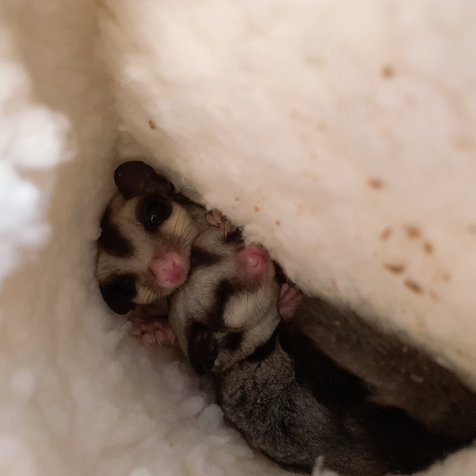 じゅうのカバー写真