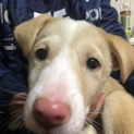 仔犬の里親募集