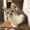 あずさちゃん