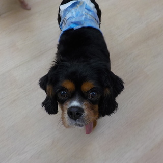 マイペースなゴンザレスくん　推定７才