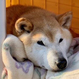 個体番号：i-M798　とても利口で良い子です。