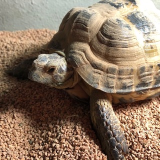 かわいがってくださる方！　ロシアリクガメ　