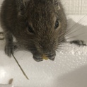 デグー里親募集