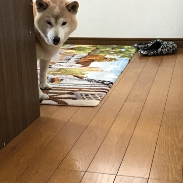 あのぉ……　まだ痛いんで…　ダッコしてもらえませんか(；・∀・)