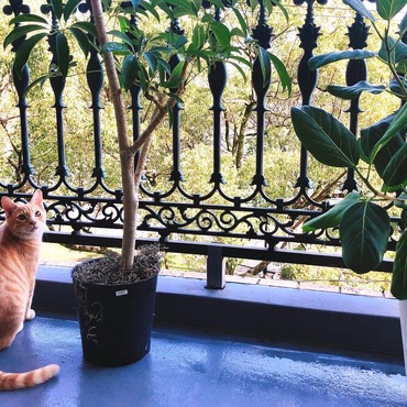 保護猫シジミくん、略して最近は、シーちゃんと呼んでます