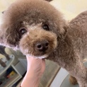 二本足で生きてきた、ソックスちゃん
