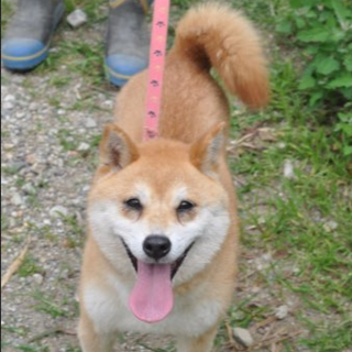 柴犬ピッパです！