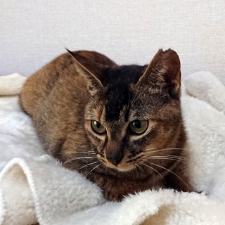 一緒に遊ぼう♪可愛いアビシニアン風女の子