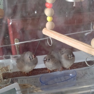 里親さん3羽決定いたしました。。