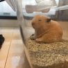 はに。