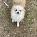 ポメラニアンの律ちゃん