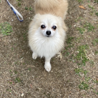 ポメラニアンの律ちゃん